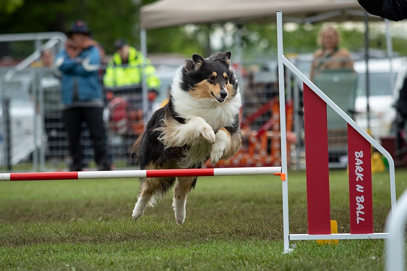 AAC Ontario Regionals 2025